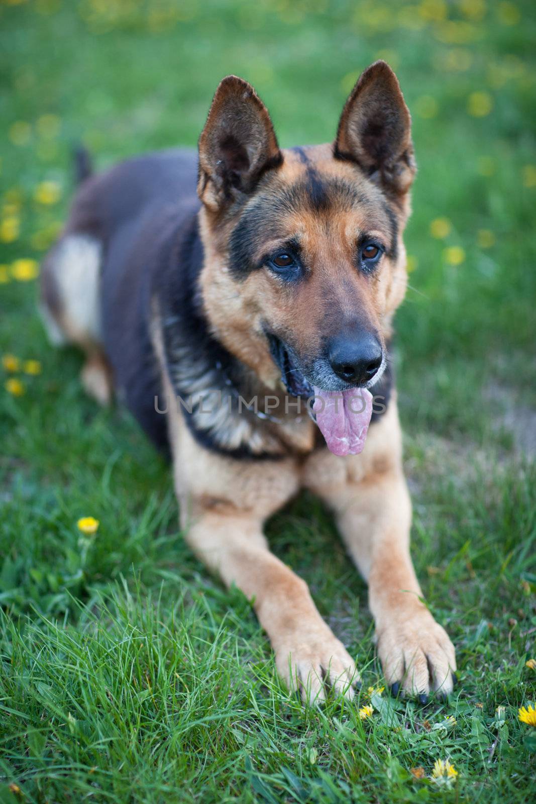 Clever German Shepherd dog by viktor_cap