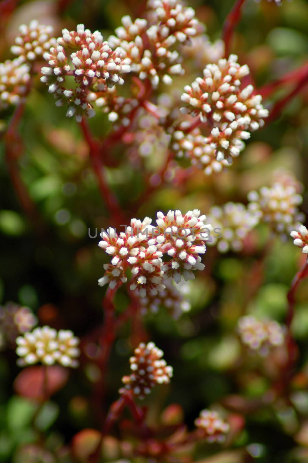 white flowers on red aloe succulent plant