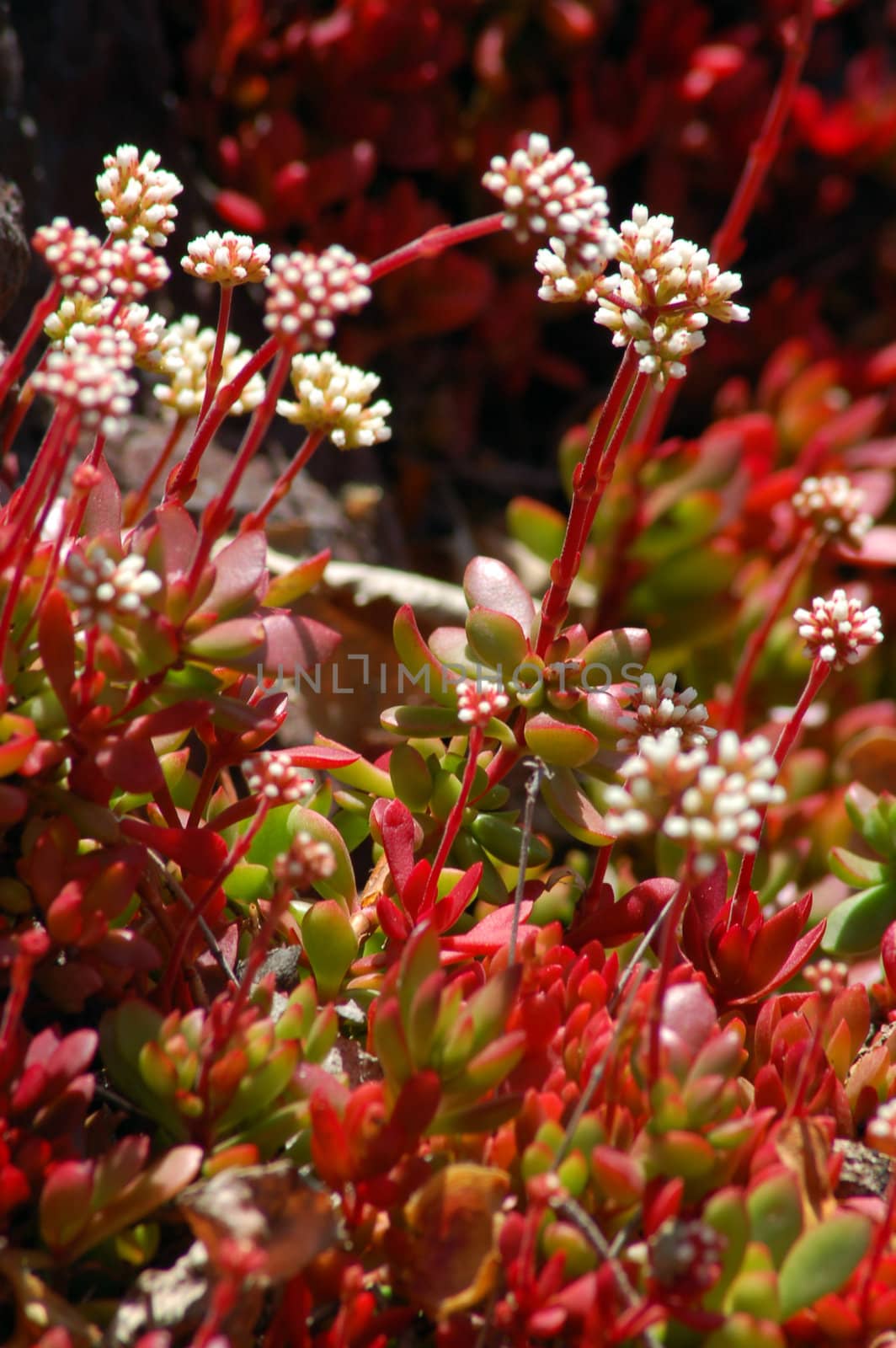 white flowers on red aloe succulent plant