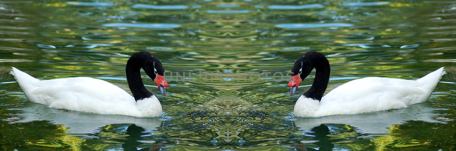 isolated white Black necked cygnus Swan bird couple swimming in water