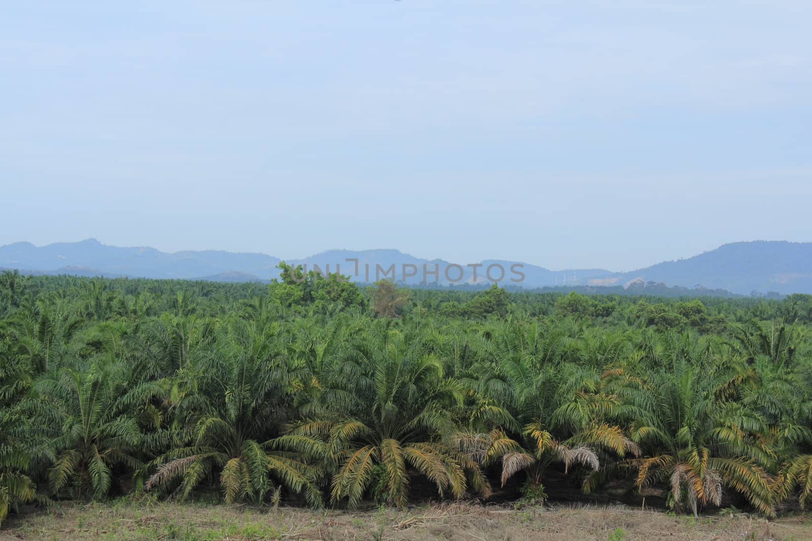 Agriculture of palm oil plantation in Malaysia