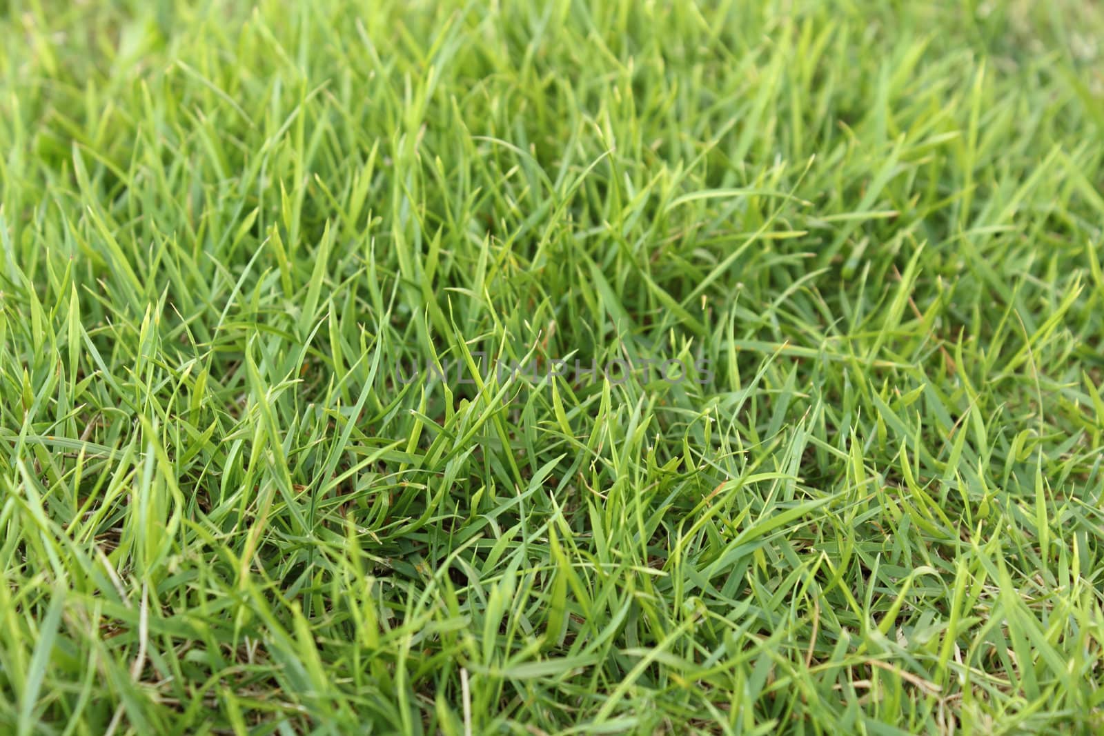 Background of green grass field texture