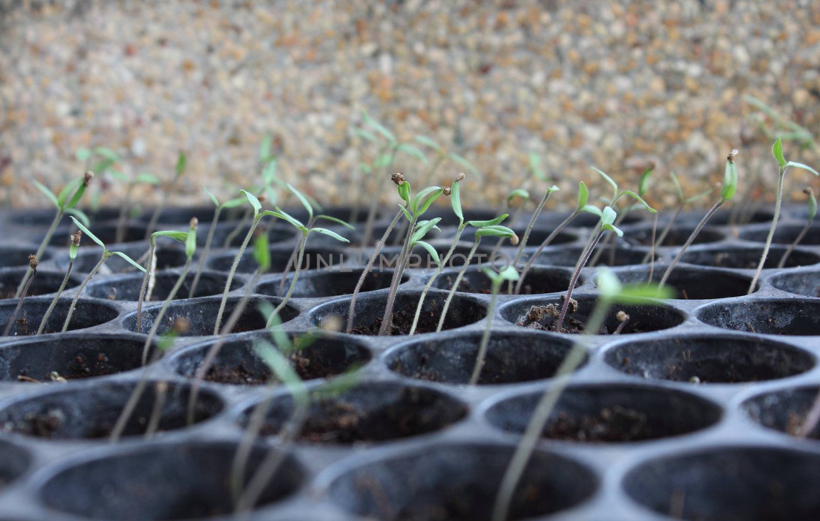 Young tomato growing from seed sprout in row
