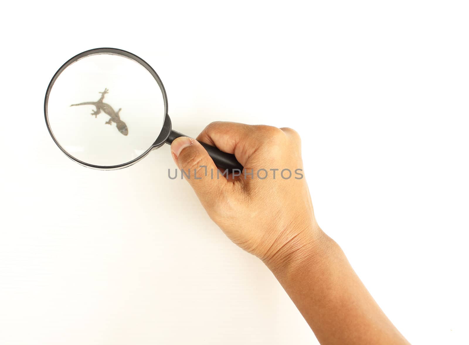 Female hand holding the magnifying glass to see relics house lizard