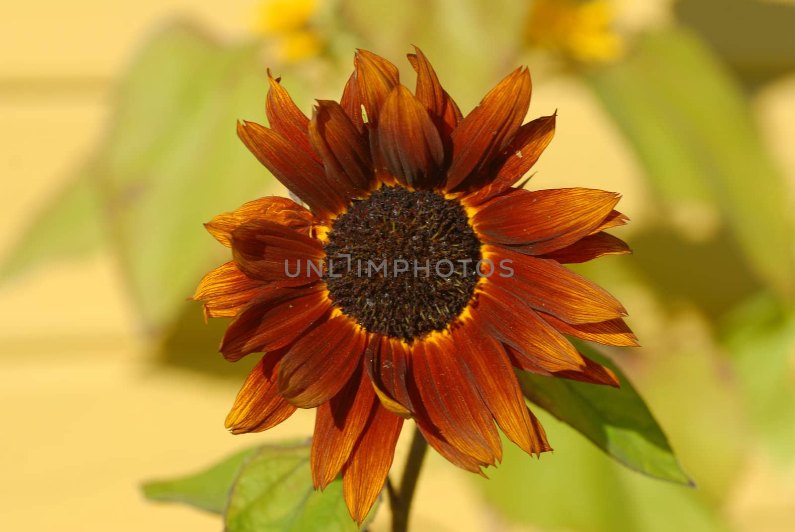 a sunflower with a tan
