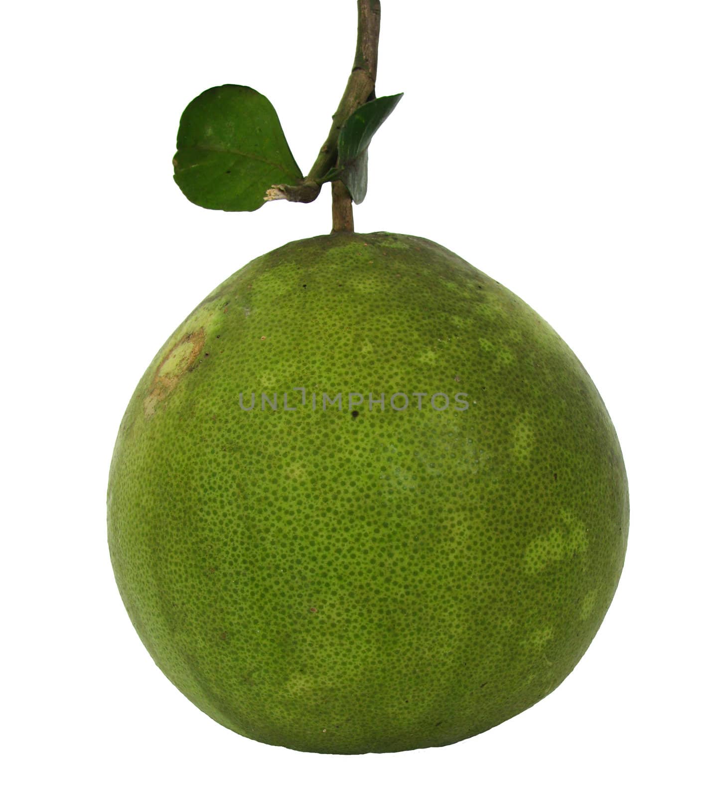 Green pomelo on white background.