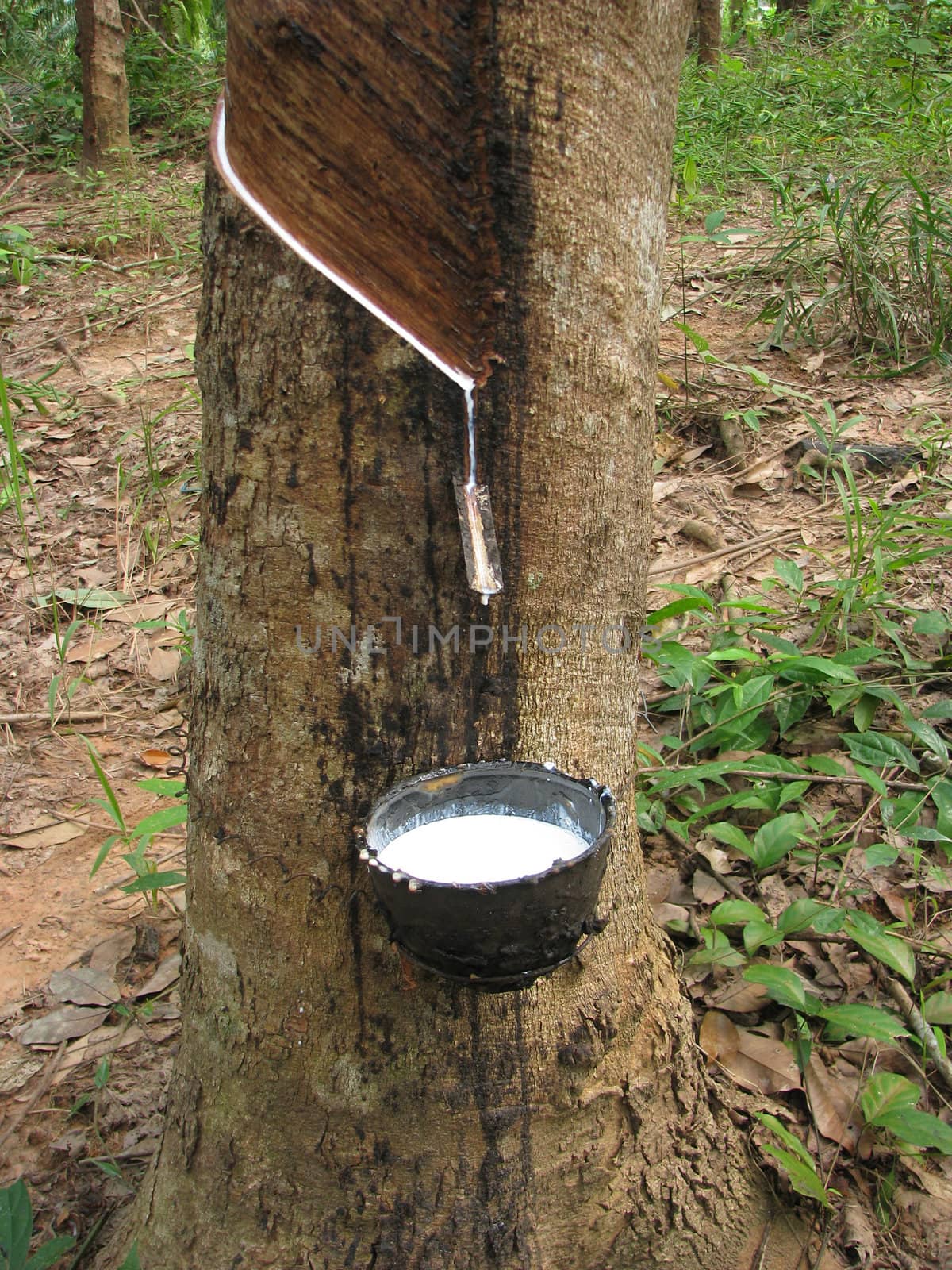 Latex flows from para rubber tree