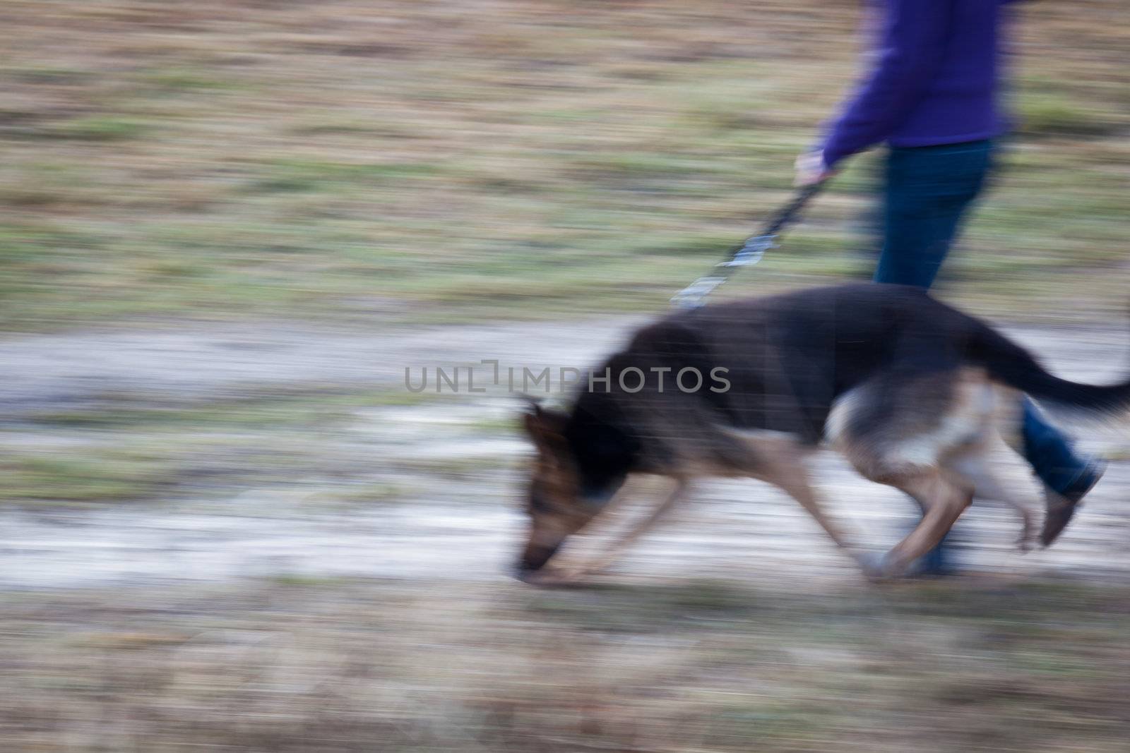 Master walking her German shepherd (motion blurred image)