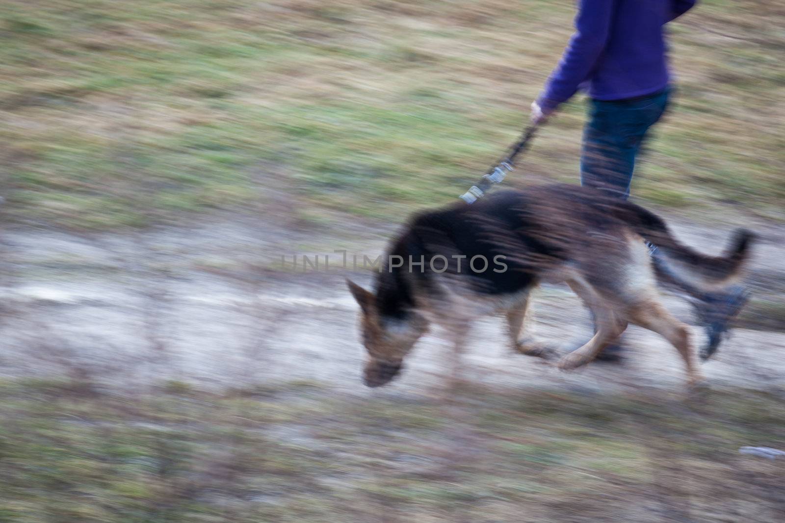 Master walking her German shepherd (motion blurred image)