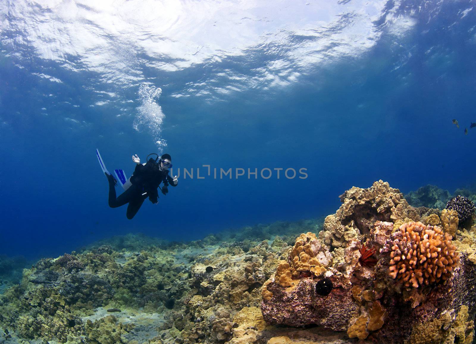 Diver checking out the Coral in Hawaii by KevinPanizza