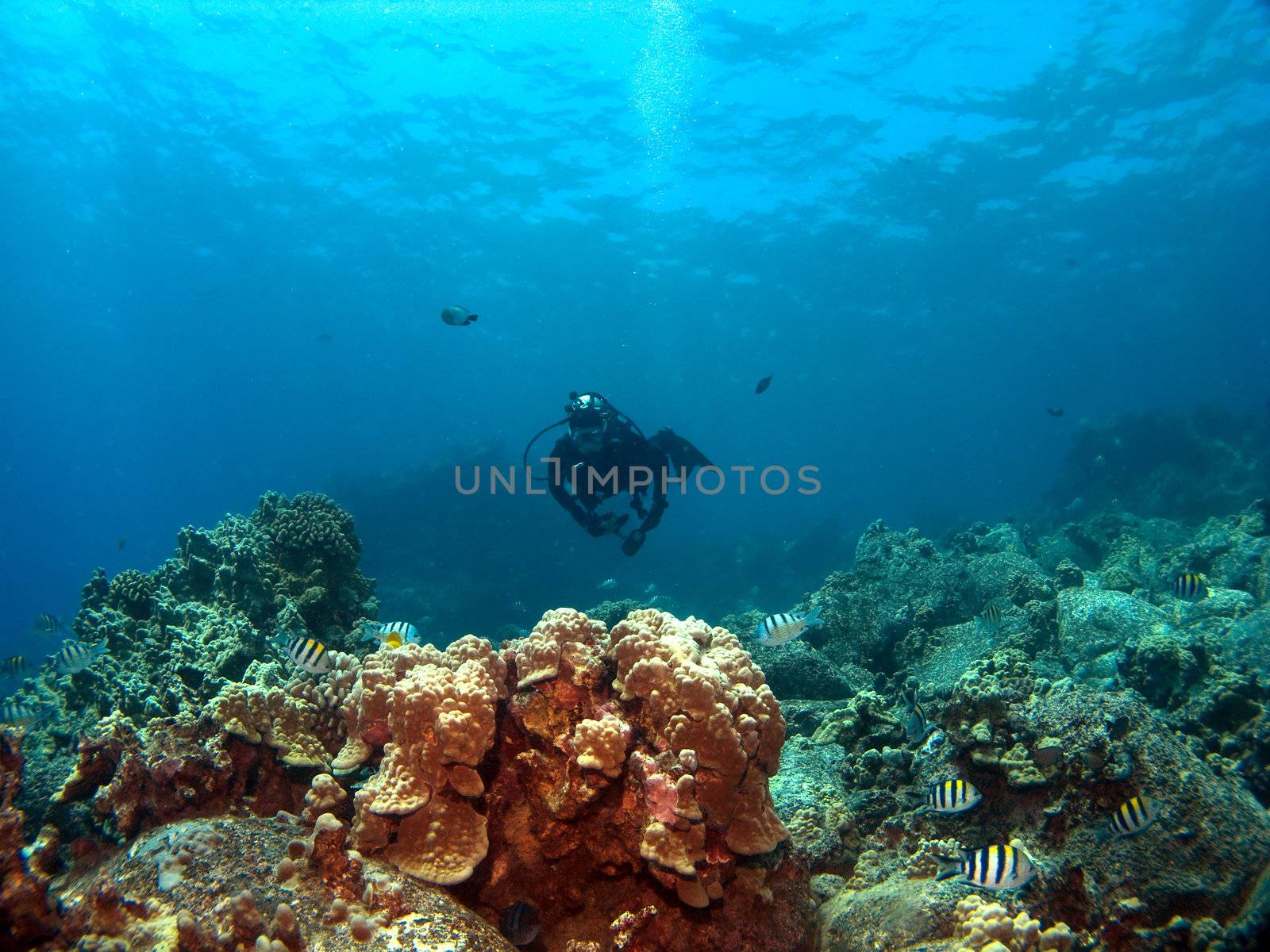 Diver on a Reef with Sergeant Major Fish by KevinPanizza