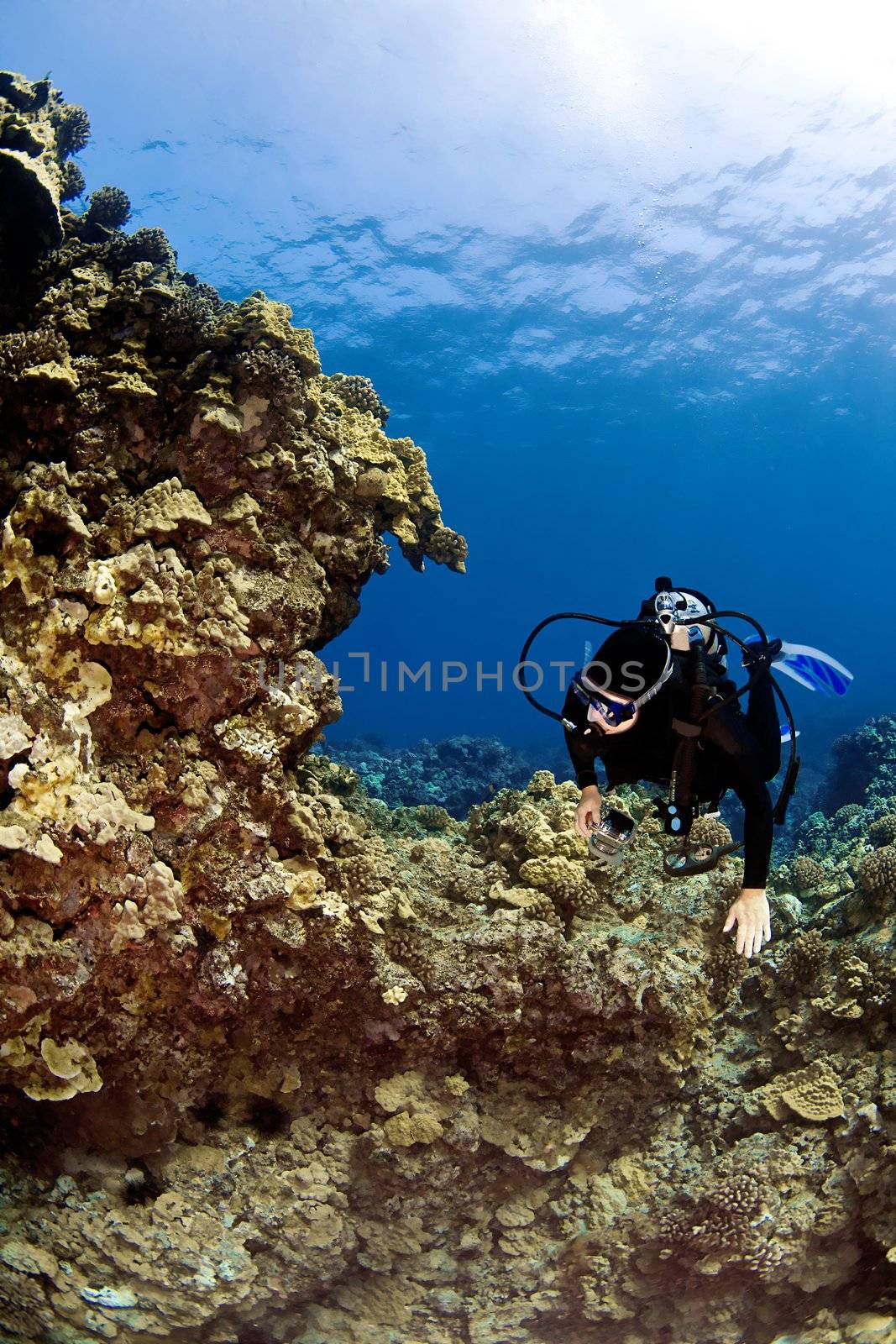 Female Scuba Diver swimming on a Hawaiian Reef