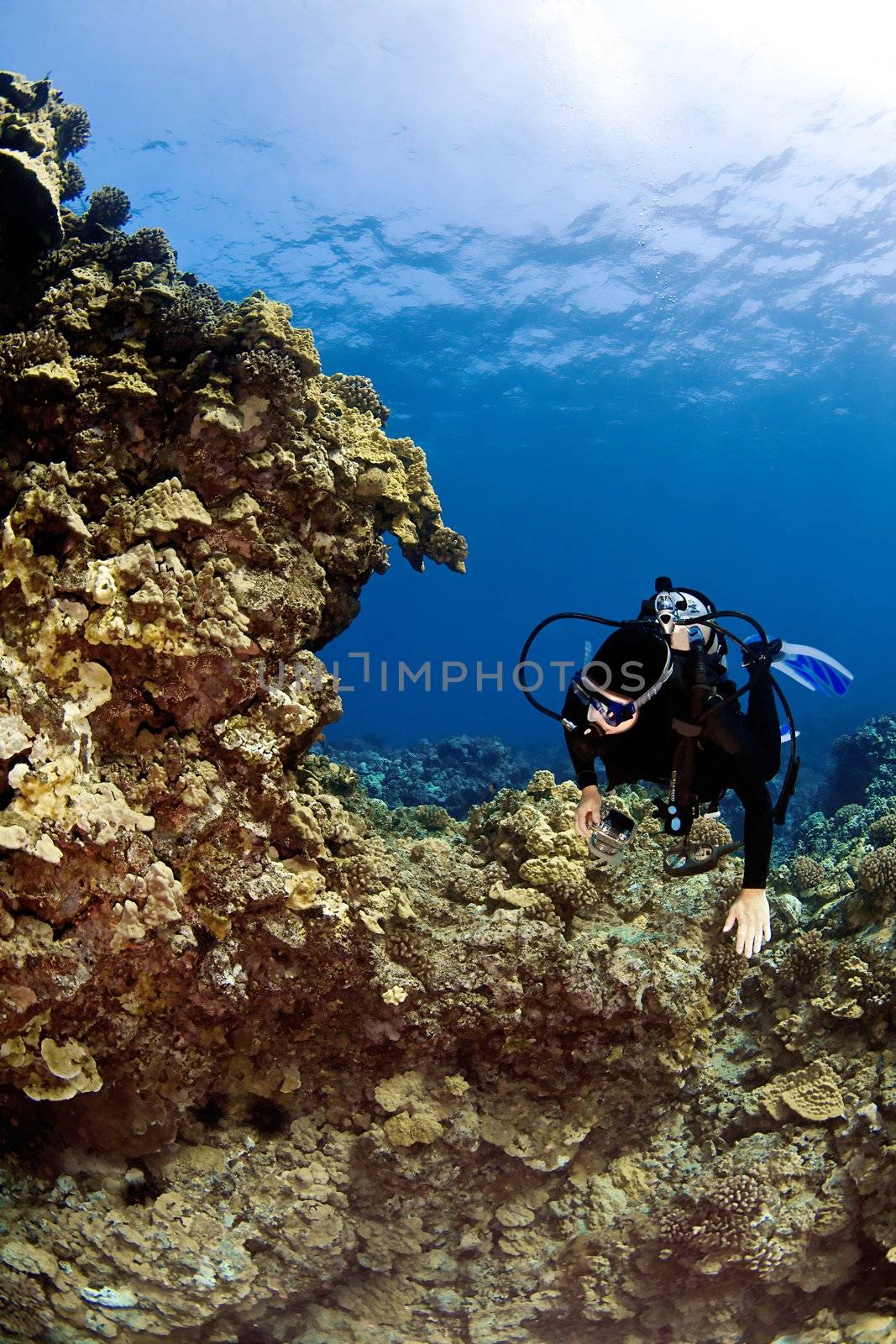 Female Scuba Diver swimming on a Hawaiian Reef by KevinPanizza