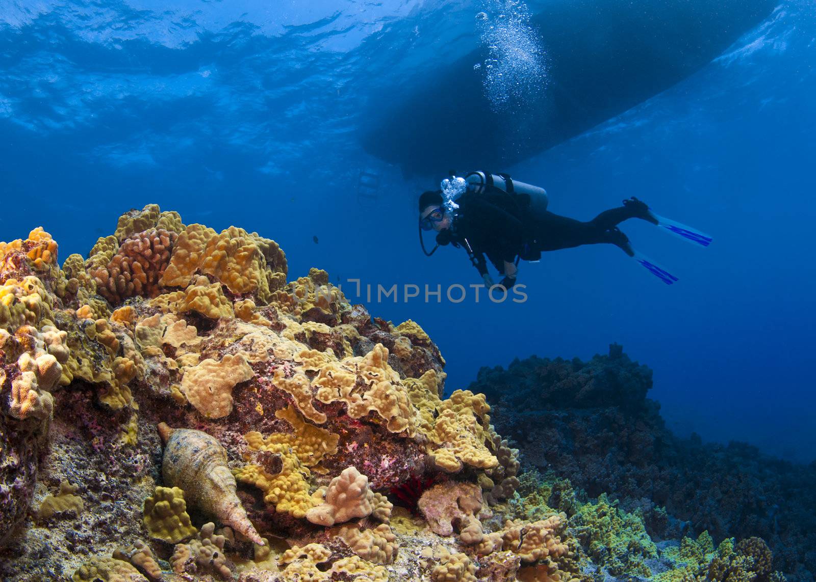 Scuba Diver and Trtons Trumpet Snail in the foreground