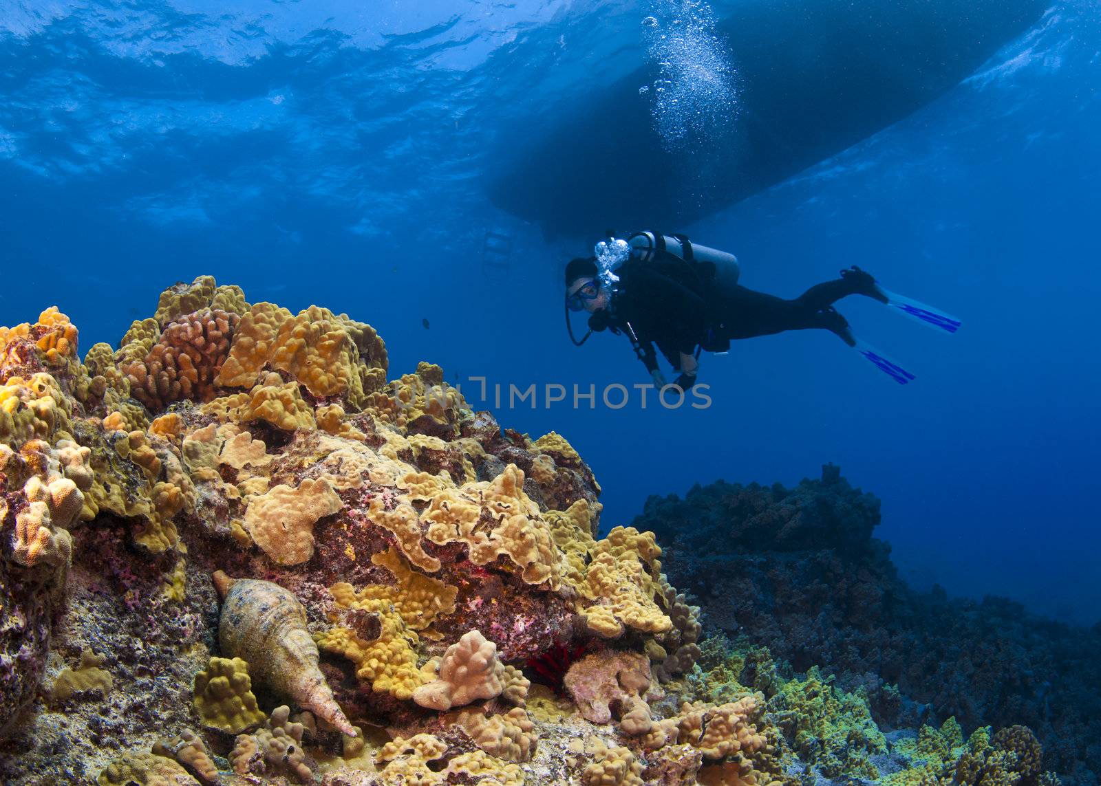 Scuba Diver and Triton Trumpet Snail by KevinPanizza