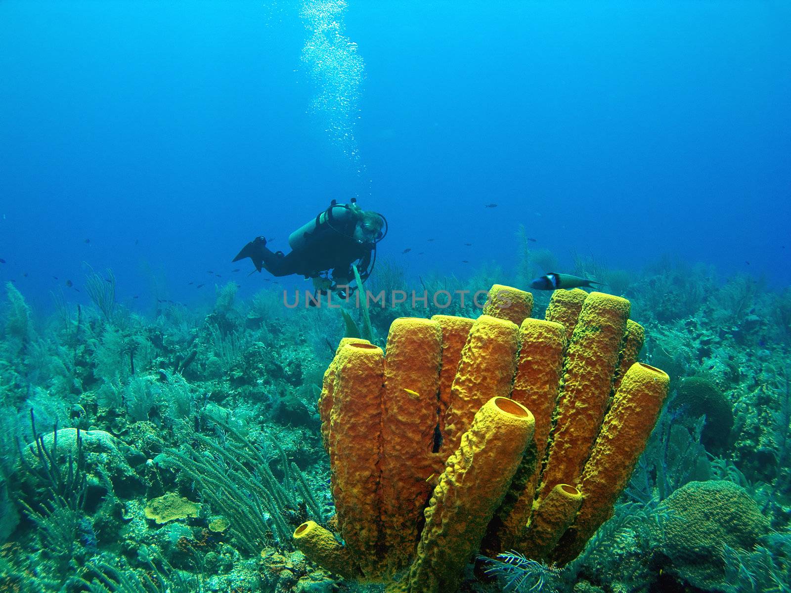Scuba Diver and Yellow Tube Sponge in Cayman Brac