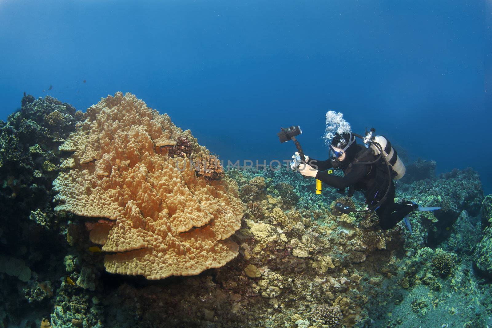 Scuba Diver photographing Mushroom Coral in Hawaii by KevinPanizza