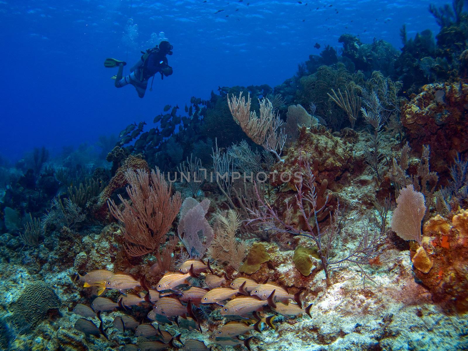Scuba Diver swimming along a Cayman Island Reef