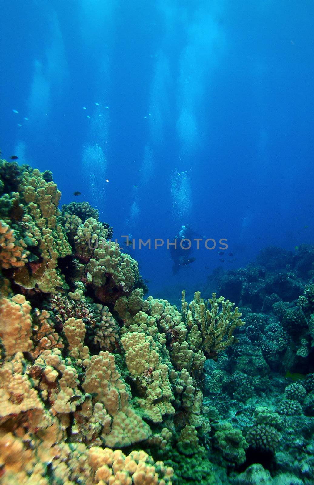 Scuba Divers swimming towards the reef by KevinPanizza