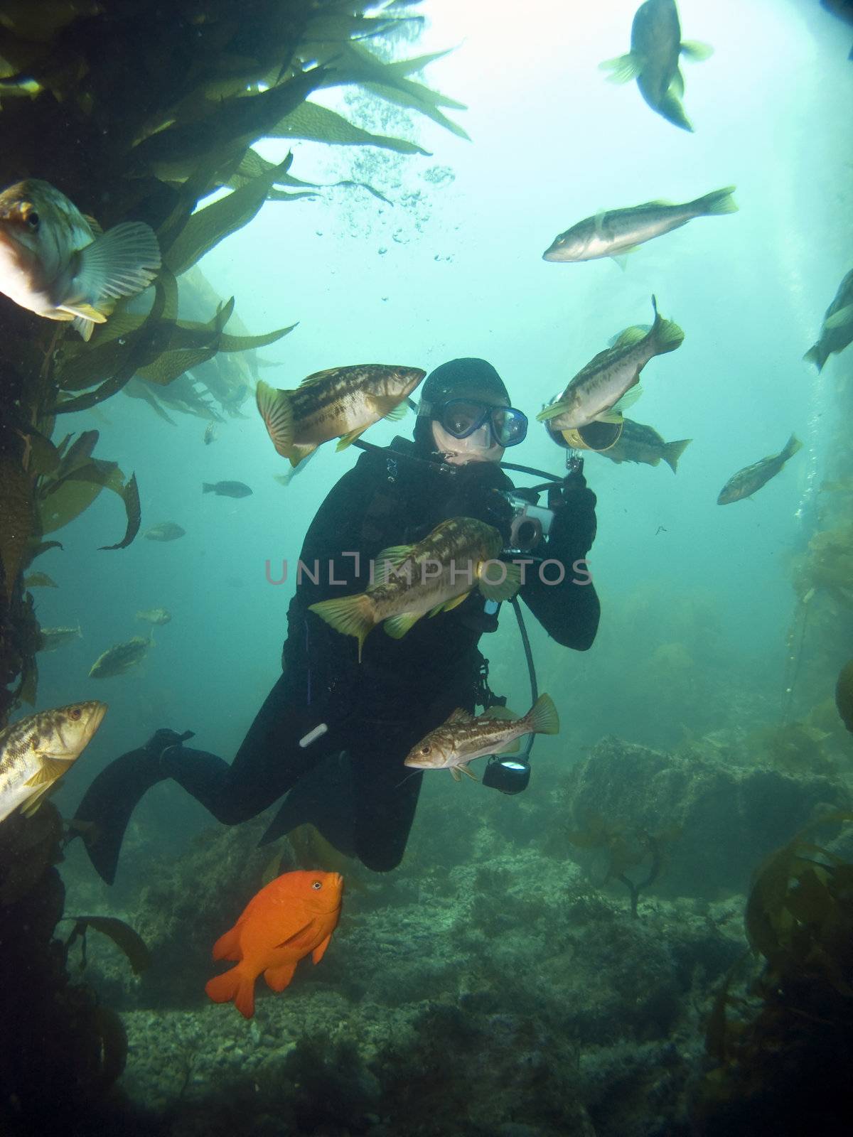 Underwater Photographer surrounded by fish looking into each others eyes in Catalina
