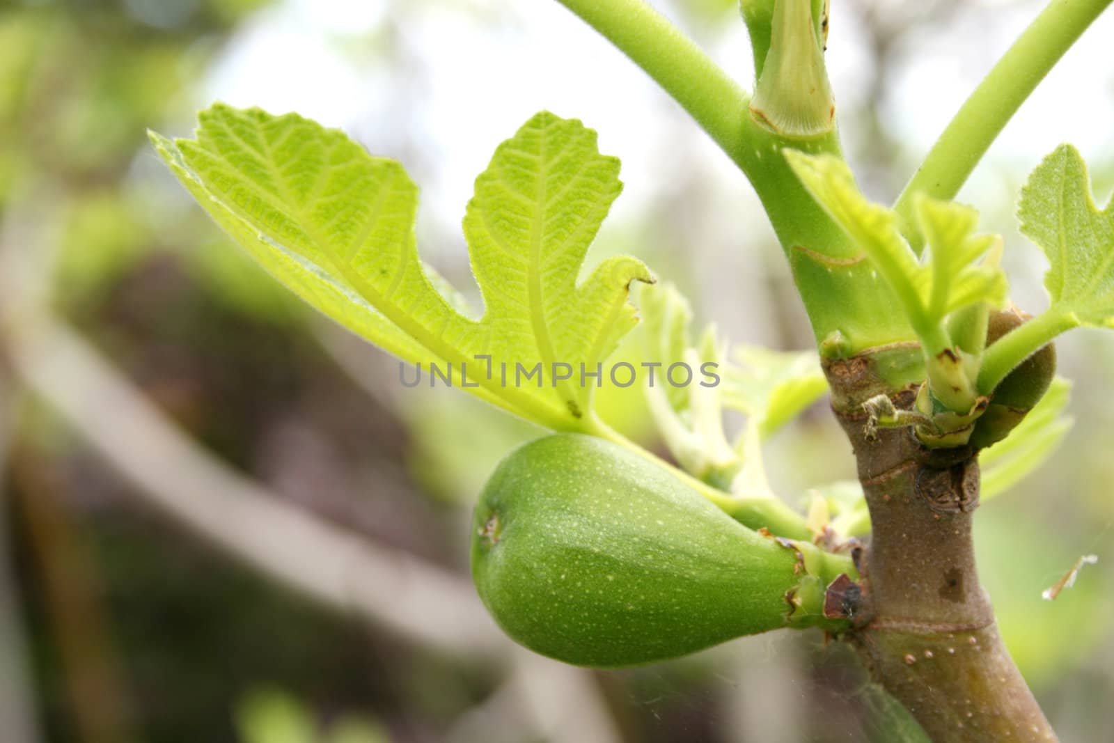 closeup of a fig fruit