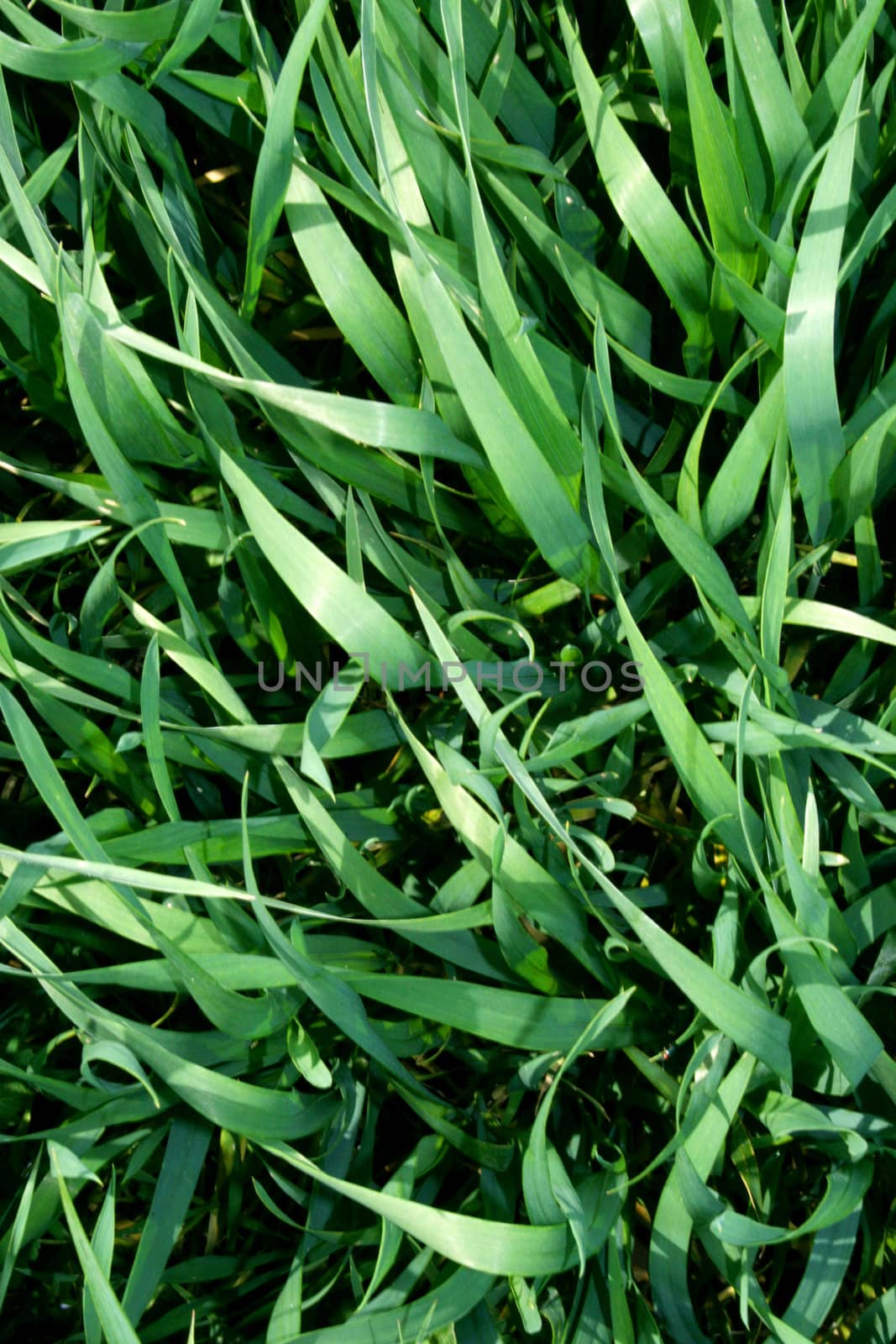 young green corn field