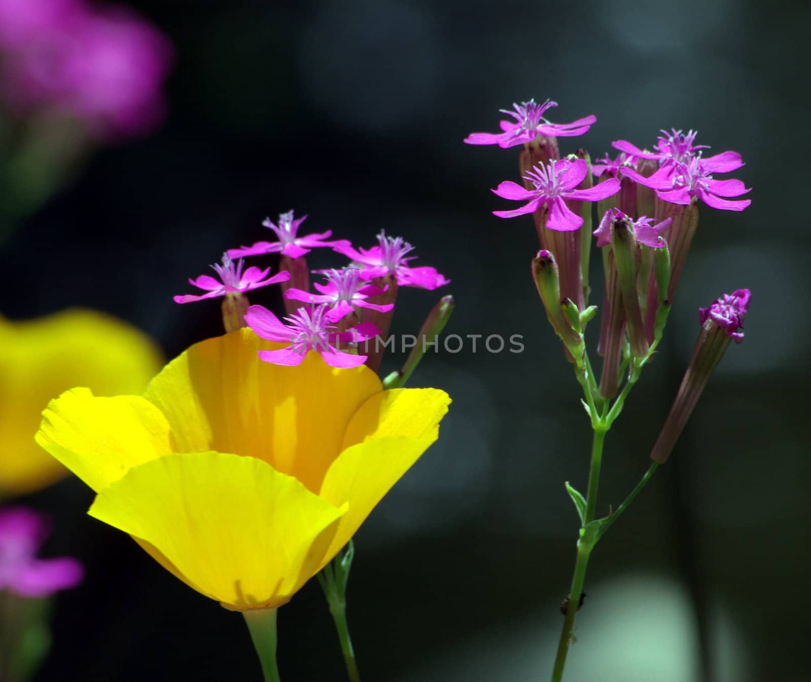 Yellow California poppies growing with small pink wildflowers.