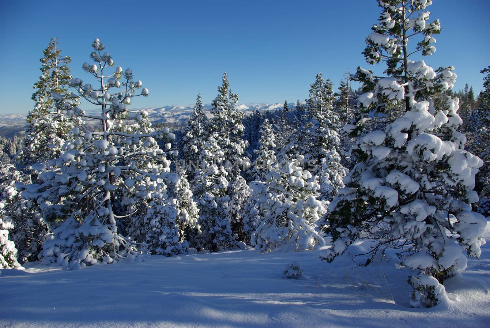 Trees covered in fresh snow looking towards the Sierra Crystal Range