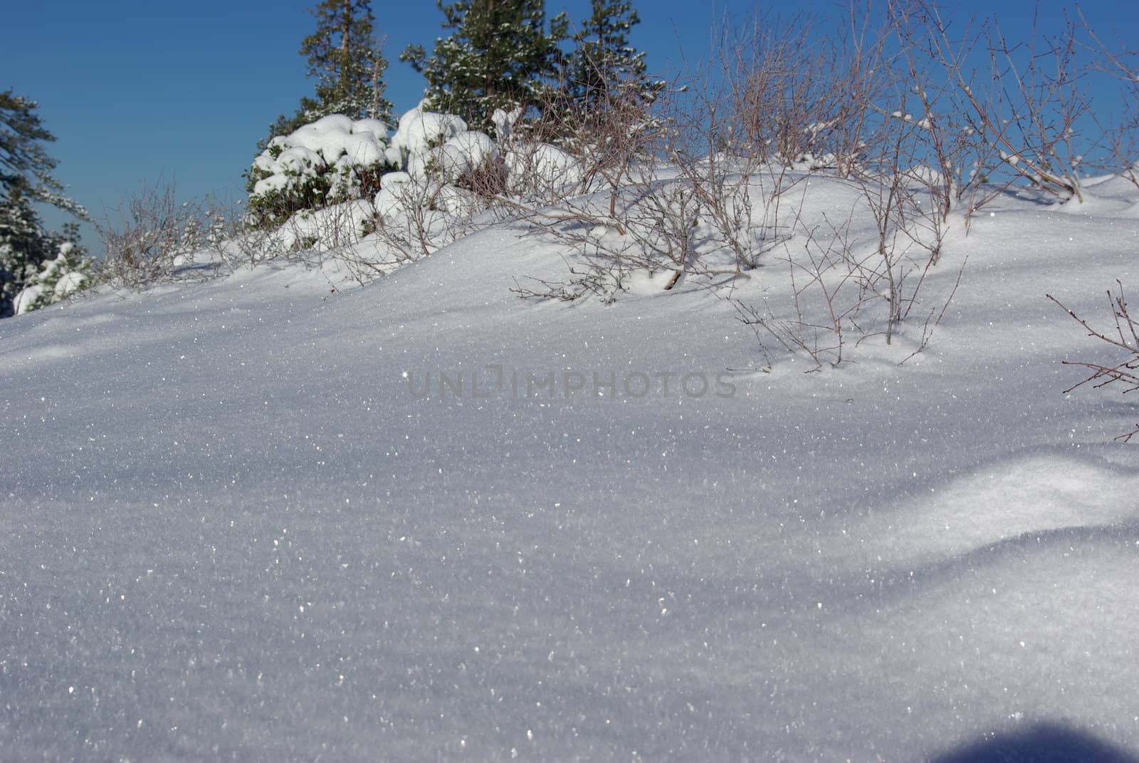 Fresh snow sparkles under a clear winter sky.