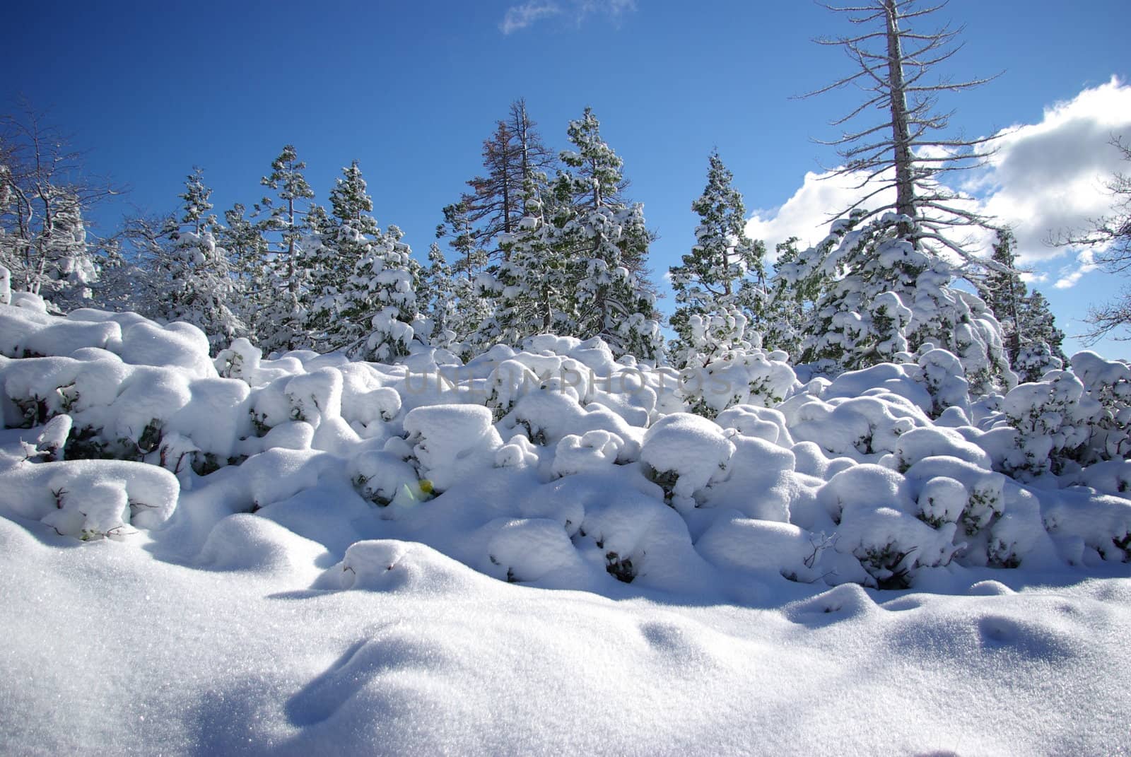 Trees covered in fresh snow in the Sierra Crystal Range