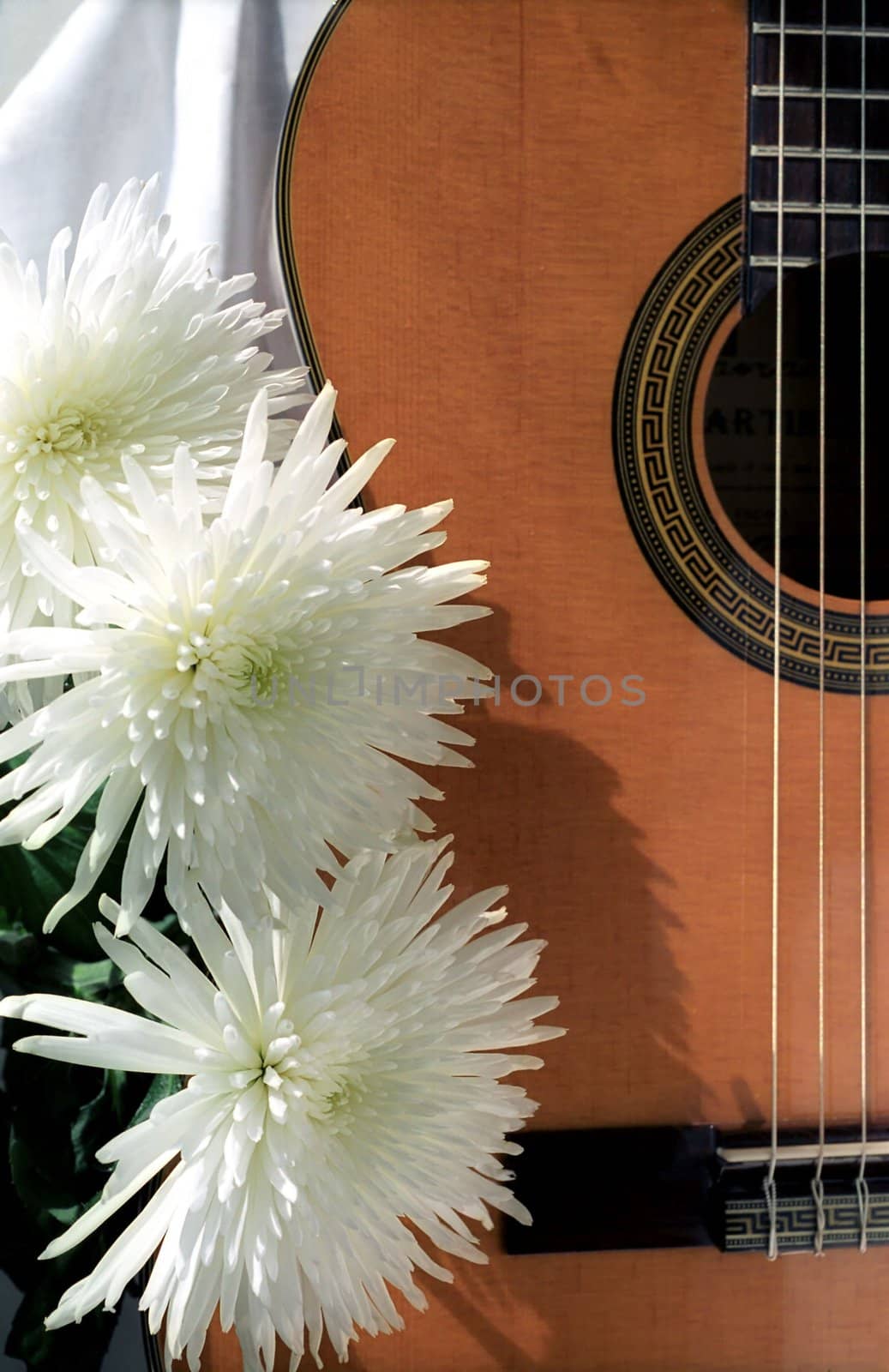 Part of the guitar with three chrysanthemums