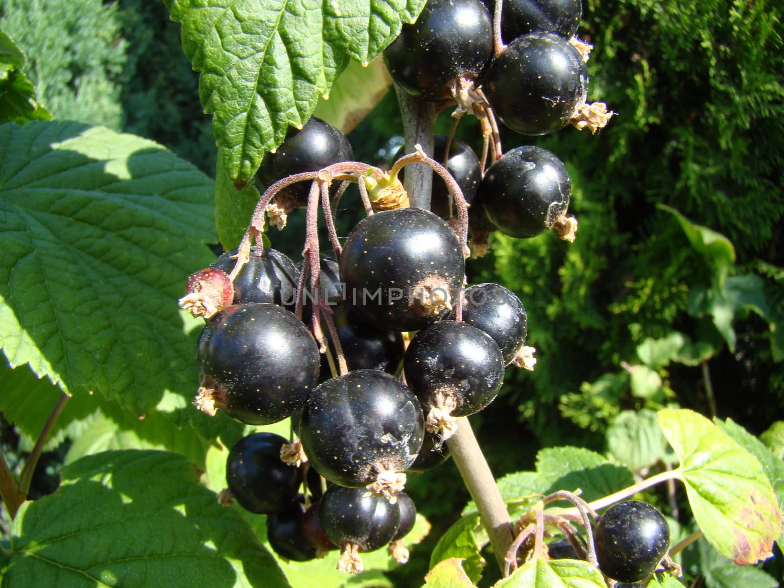 Black currants in garden