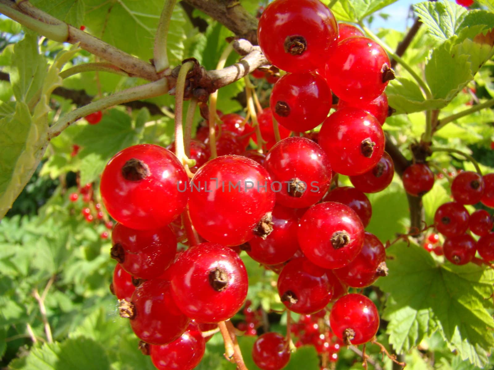 Red currants in garden