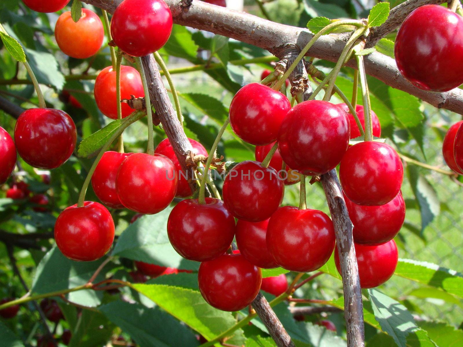 Red cherry on tree in garden