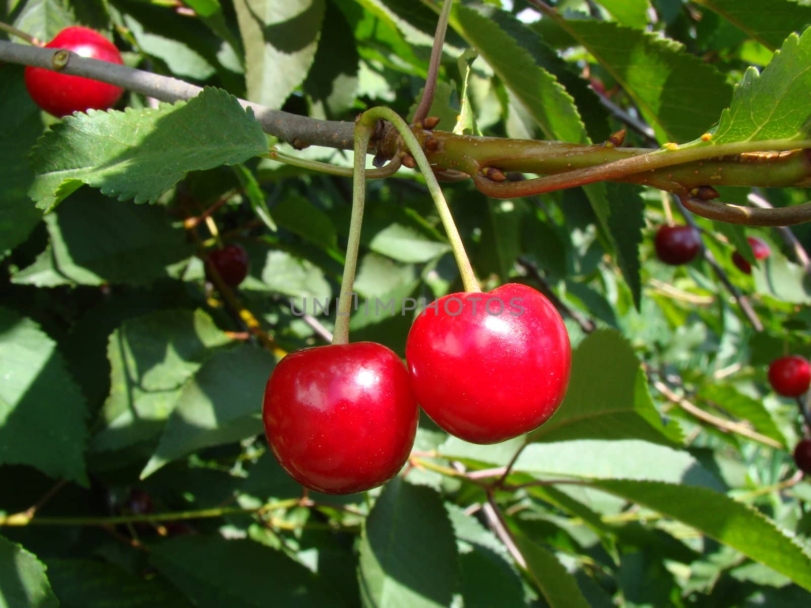 Red cherry on tree in garden