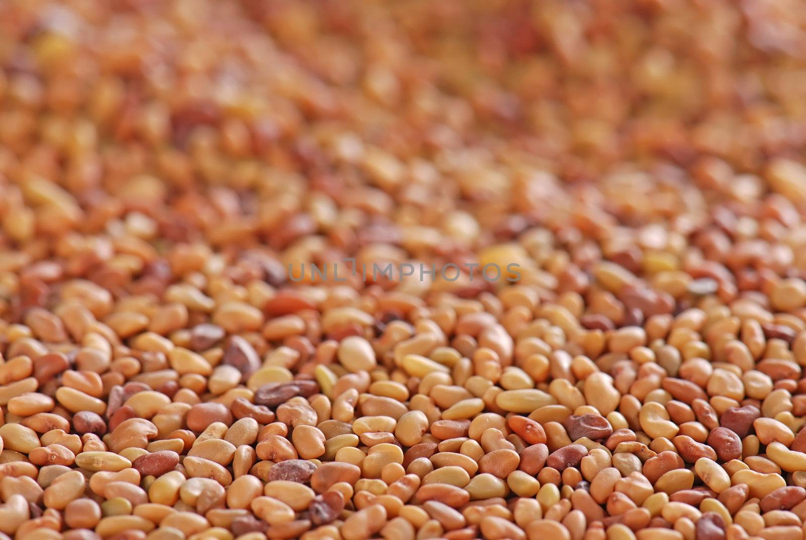 Seeds in close-up with shallow depth of field