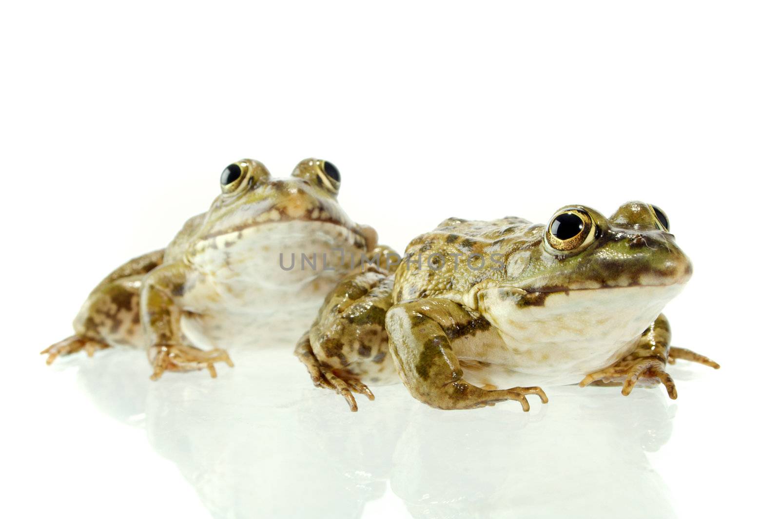 The marsh frog closely looking at the photographer.