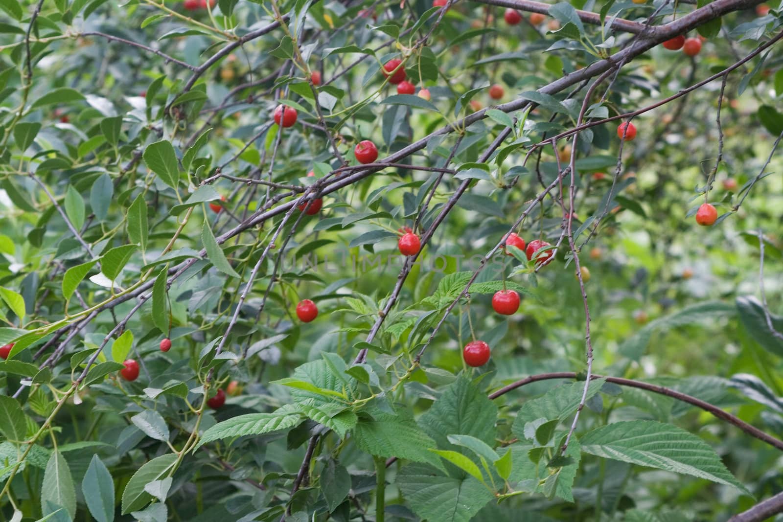 cherry tree branch by tsvgloom