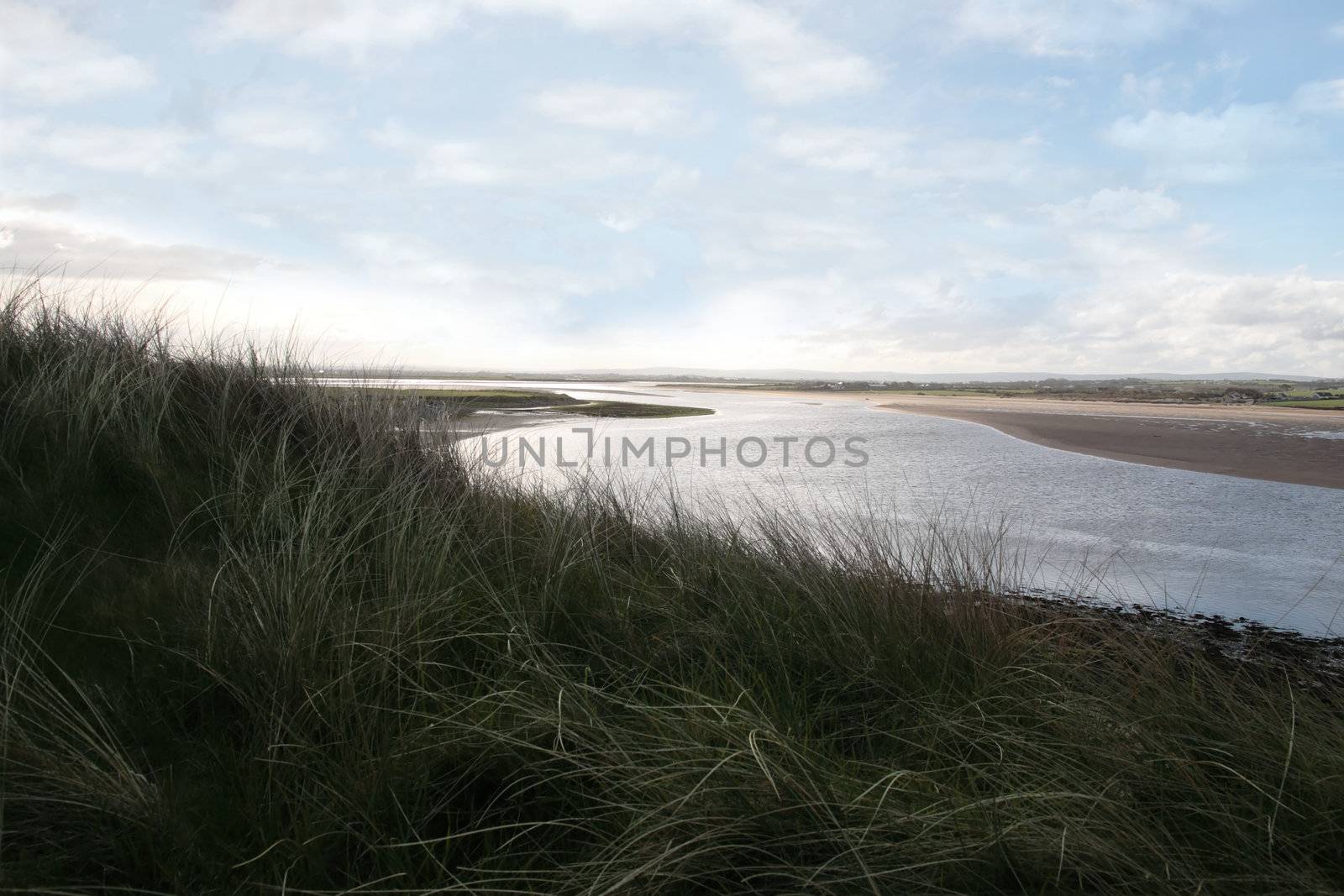 long grass on the sand dunes on the west coast of ireland