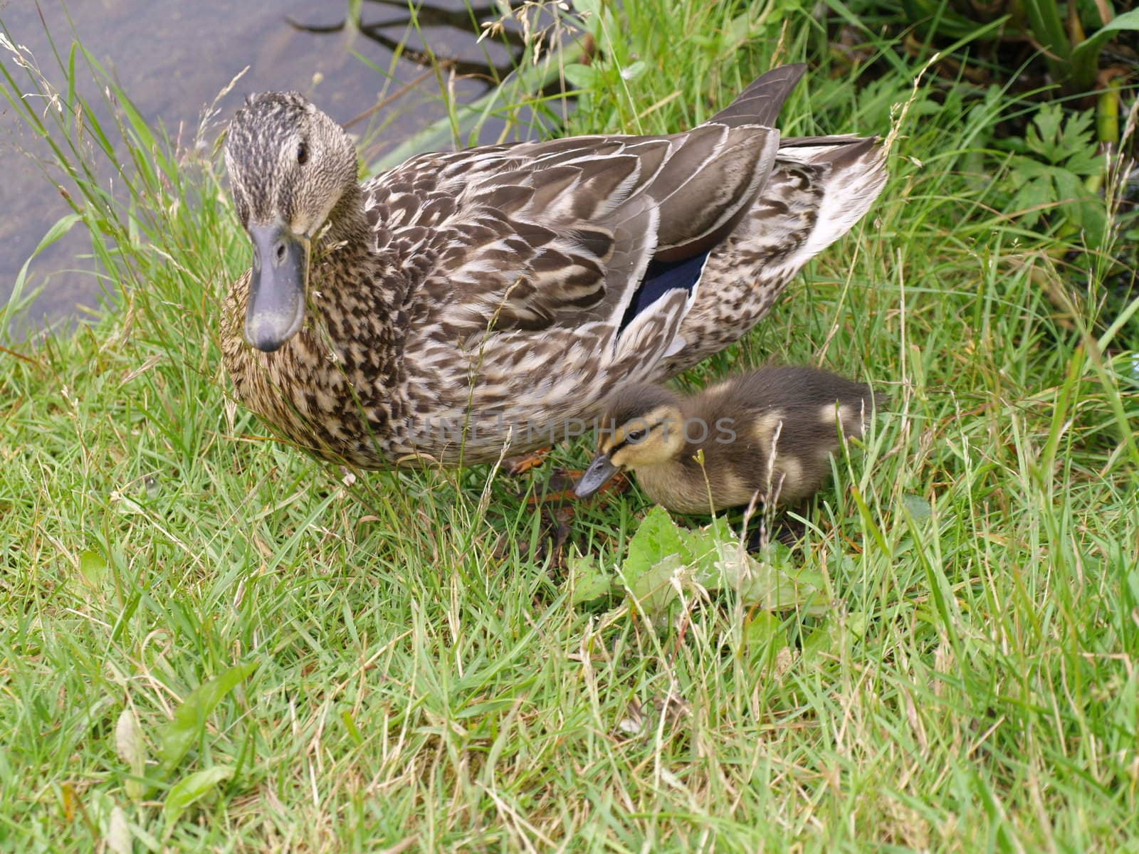 mum and baby duck