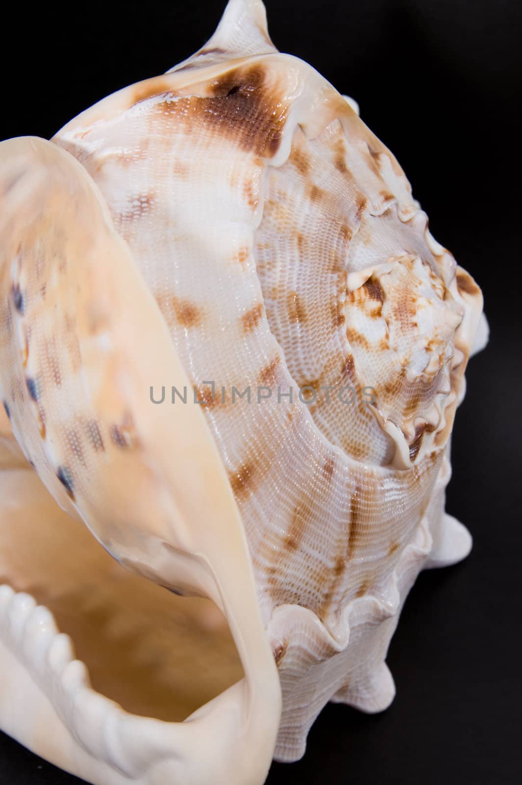 Close-up sea shell on black background.