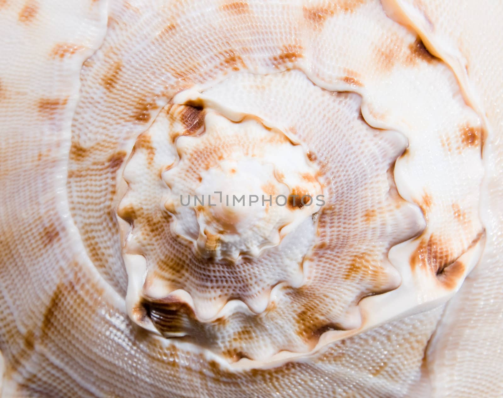 Close-up sea shell.