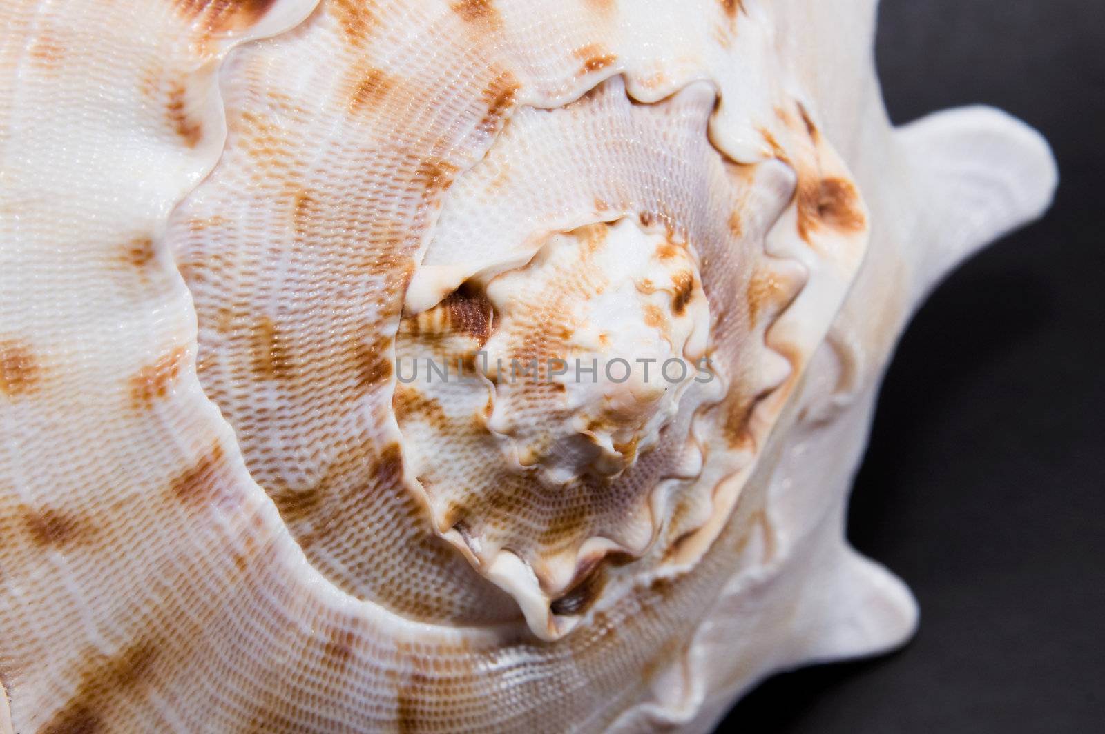 Close-up sea shell on black background.