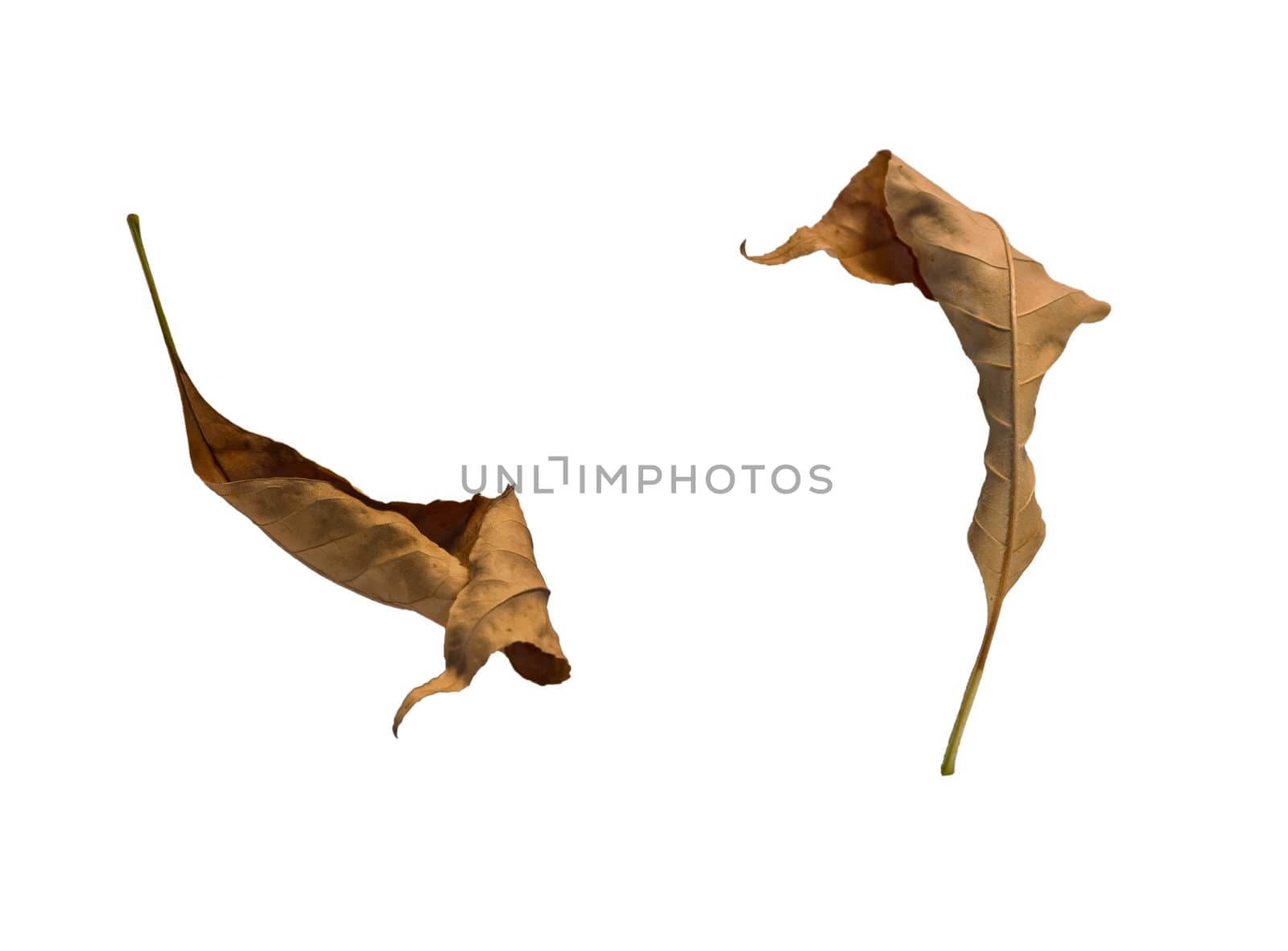 Two dried up dead tree leaves