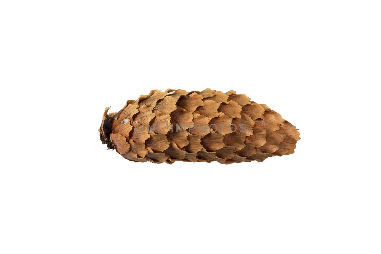 Small isolated evergreen pinecone