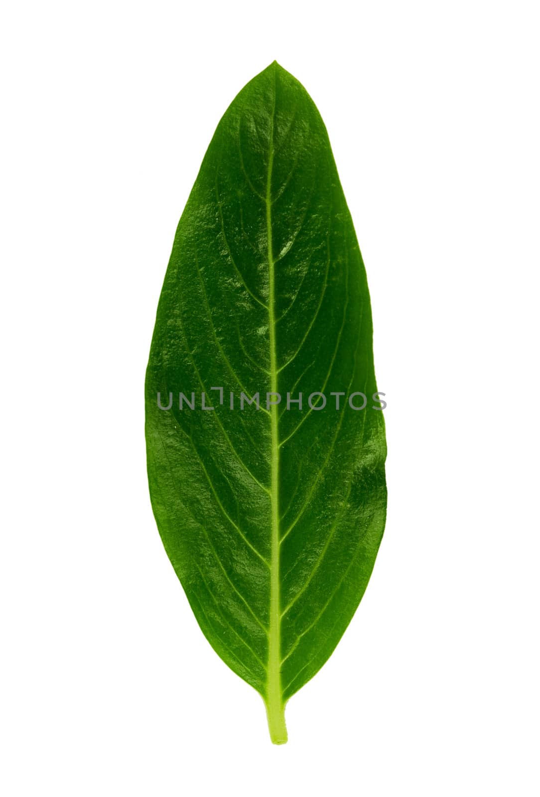 Isolated macro green tree leaf