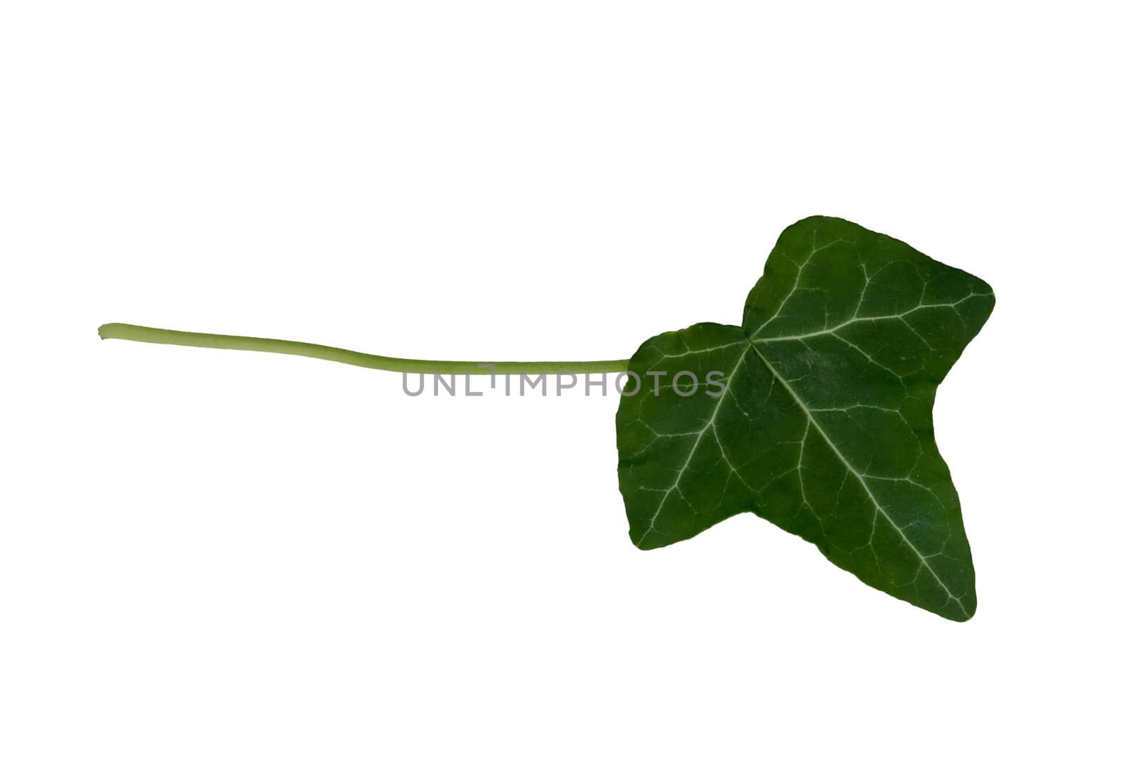 Isolated macro green tree leaf