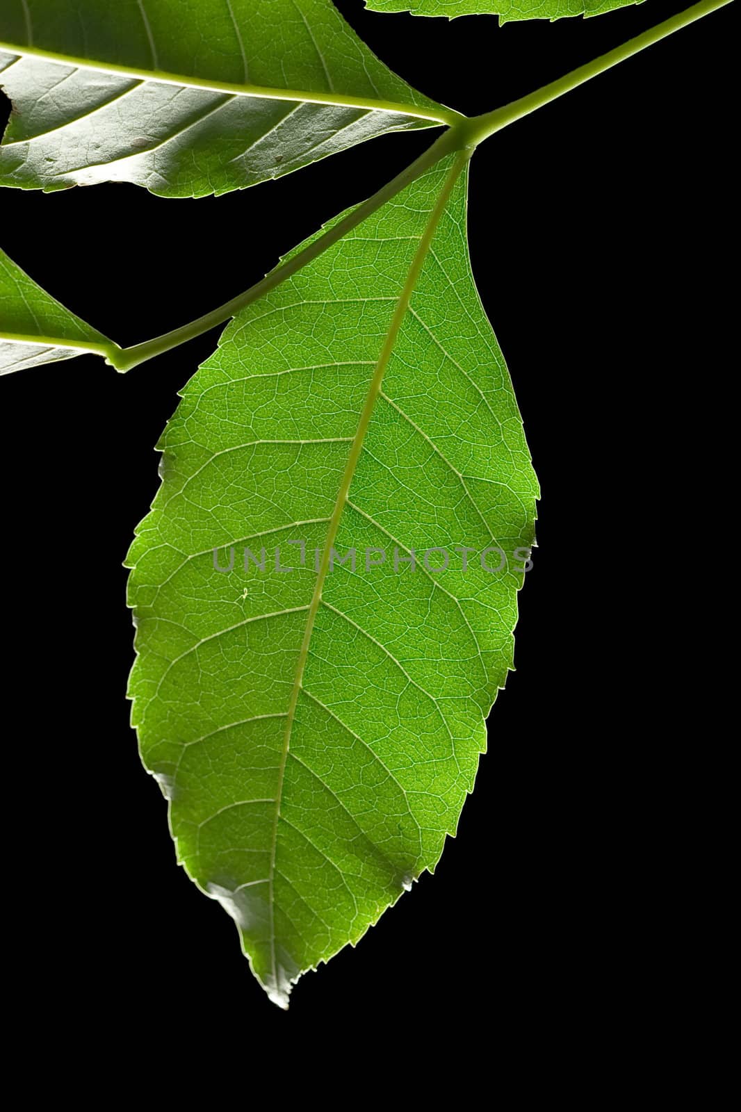 Isolated macro green tree leaf