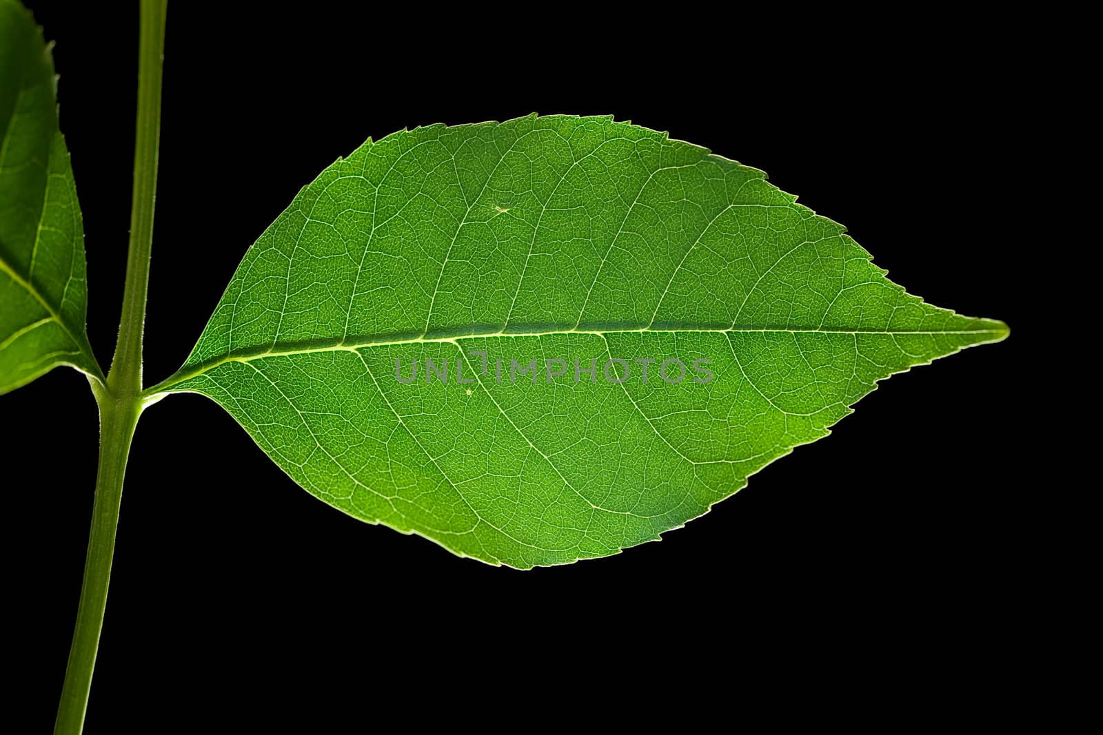 Isolated macro green tree leaf