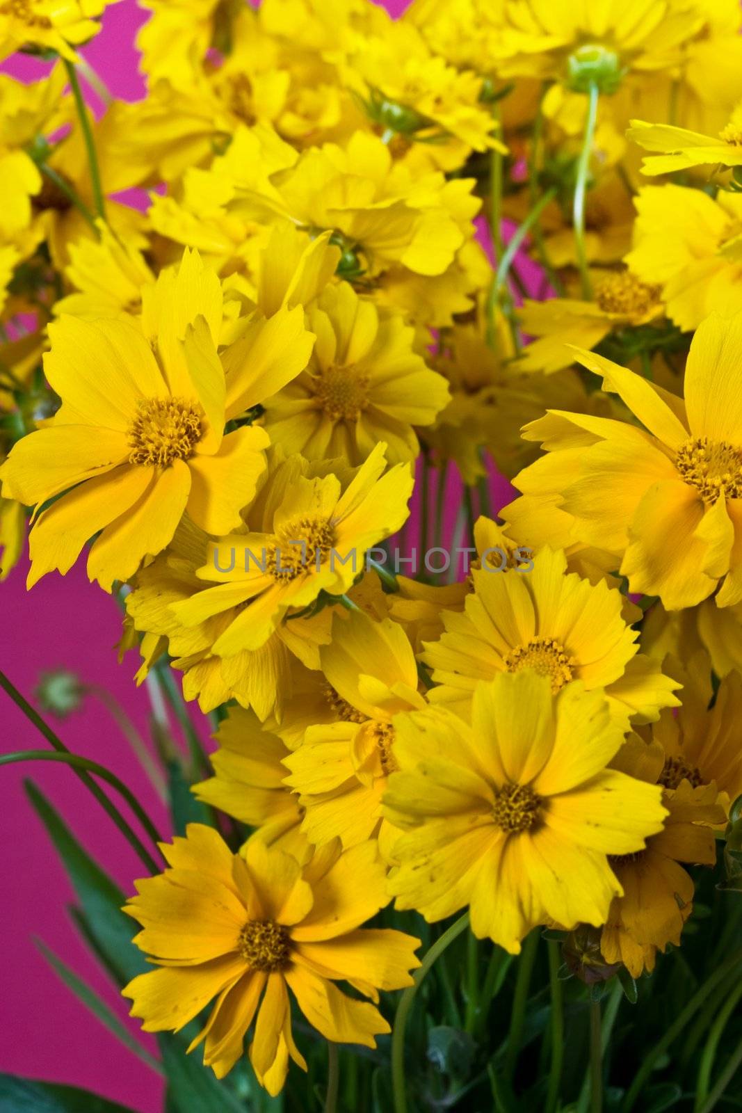 bunch of yellow flowers on the lilac background